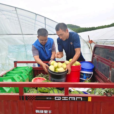 汗水浇灌的甜蜜，夏日炎炎，带您欣赏开耘西甜瓜的故事