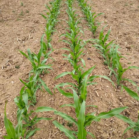 跟随开耘的脚步，展开丰乐742良种的全年实况