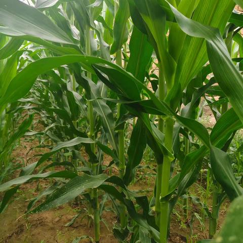 玉米授粉期怎样管理