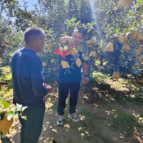 开耘肥业提示，苹果树秋施基肥的最佳时段！