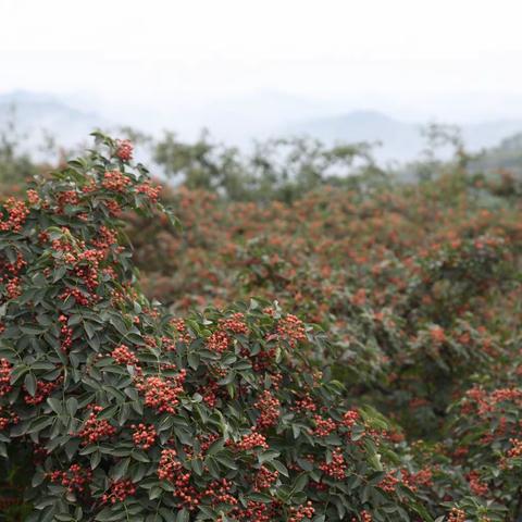 韩城市花椒研究所召开花椒病虫害生物防控试验暨绿色有机生产技术培训会