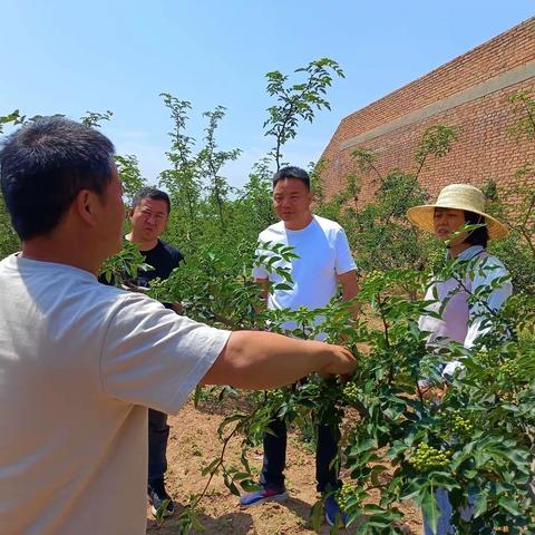 在芝阳镇开展蛋白膜生物助剂在花椒上的应用试验