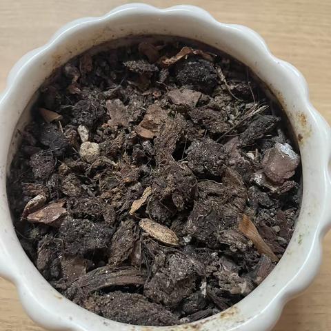 横峰一小三（3）班邓书辰科学小实验八《植物生长需要的条件》
