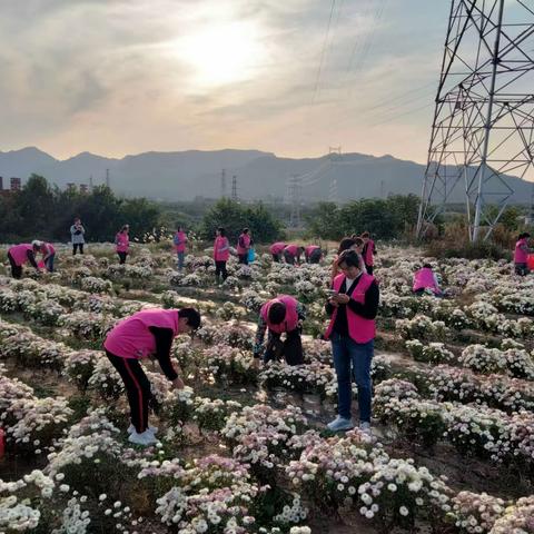 【矿区红组织在行动】贾庄拉花艺术团开展采菊花志愿服务活动