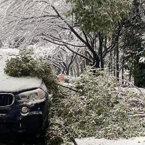 “大雪压断了树枝，园林保洁在行动！为了小区的美丽，我们不畏严寒，默默付出。为我们保洁园林的辛勤工作点赞！”