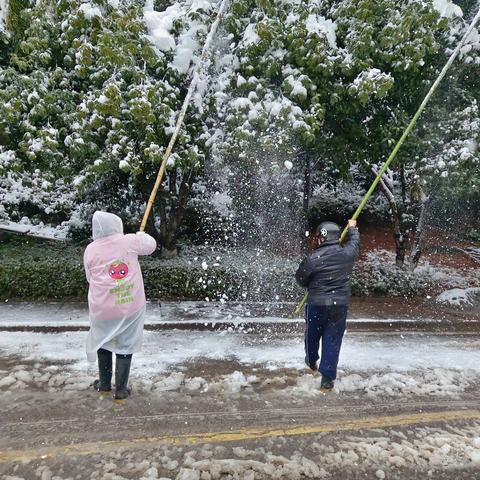 大雪压断了树枝，园林保洁在行动！我们不畏严寒，积极清理，为了给大家一个整洁的环境。感谢大家的支持与理解，一起为美好家园贡献力量！