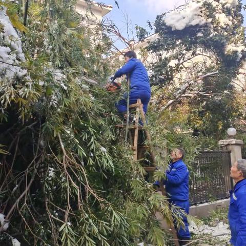 大雪压断小区树枝，星腾保洁公司的迅速响应和清理大雪压断树枝，在清理过程中，员工们不仅需要面对严寒的天气，还可能遇到各种复杂的现场情况。但他们能够凭借专业知识和经验，妥善处理这些问题，确保清理工作的高效