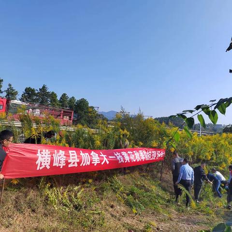 横峰县农业农村局在司铺乡召开加拿大一枝黄花现场防控会