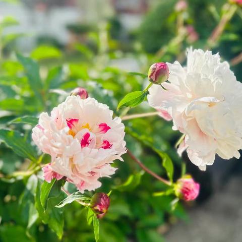 幼儿营养食谱 —安徽省军区机关幼儿园