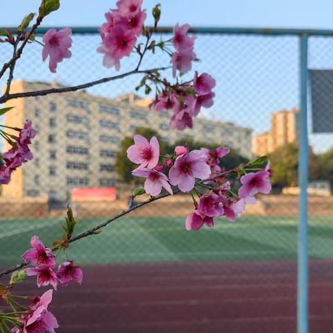“春晖几何竞芳华”记瑞昌四中数学组与片区学校开展“同课异构”教研活动