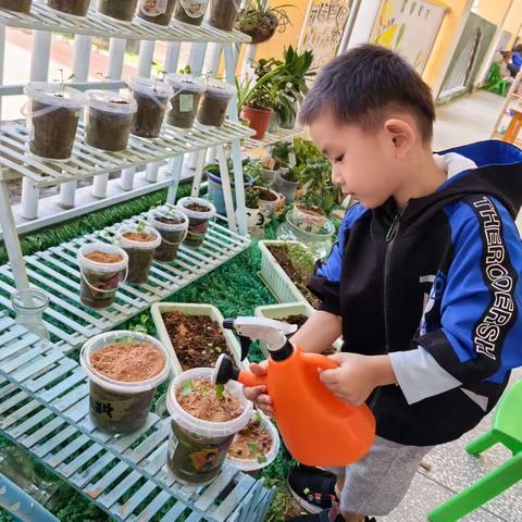 嘿，小萝卜——解建幼儿园小一班种植活动分享