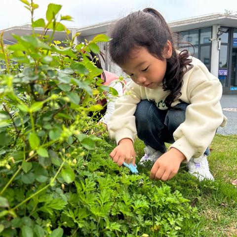 艾草青青  青团飘香  源南乡中心幼儿园中一班制作青团活动