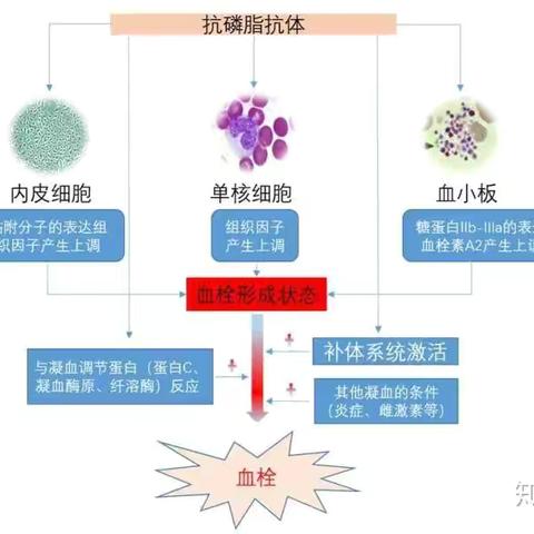 菏泽市创伤医院（市六院）：新增抗心磷脂抗体（ACA），贫血三项等检测