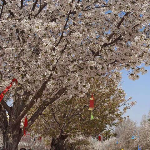 春季教研正当时—范县第一小学六年级数学“四课型达标”活动