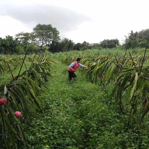 华能昌江核电公司赴七叉村开展消费帮扶活动