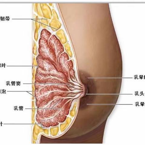 乳腺增生和乳腺结节有哪些区别？