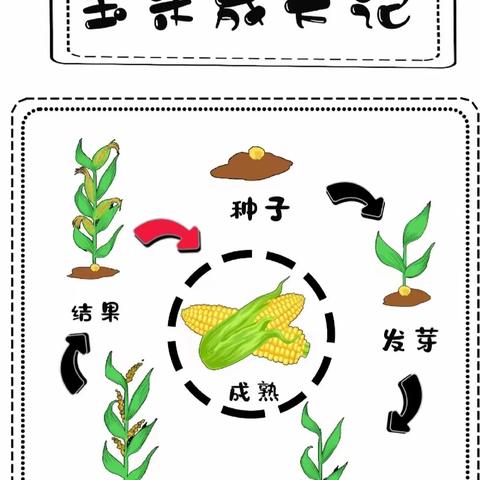 大树幼儿园小班秋日食育课堂——奶香玉米饼