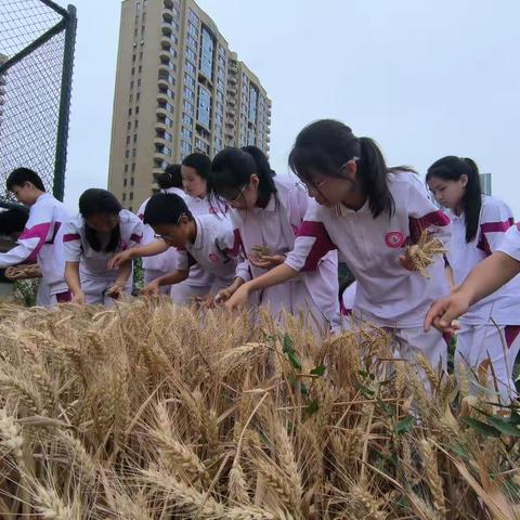 【四季中国】芒种丨芒种农忙，喜悦盈心