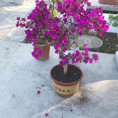 社区园艺文化推广活动圆满举行