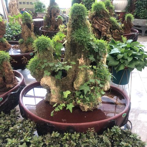 华耀花卉盆景赏石艺园，打造临洮第一盆景园，让小盆景走进千家万户！