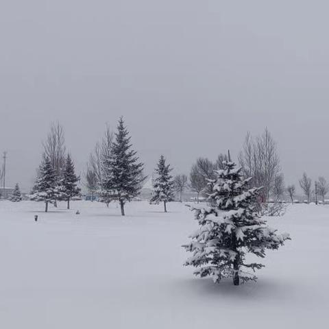 北沟林场分公司“以雪为令”，以实事践诺，全力应对极端天气