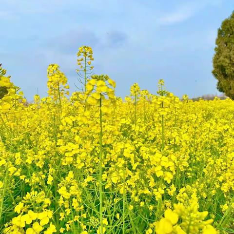 《美丽的油菜花》昆仑森林幼儿园中一班手工教育活动