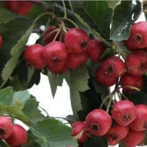 甜甜蜜蜜——冰糖葫芦