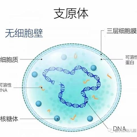 支原体肺炎预防为先——启步园艾丁堡幼儿园