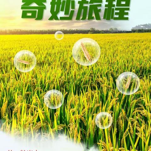 稻香溯科学 风骨励少年 | 长郡双语实验中学C2529班社会实践活动