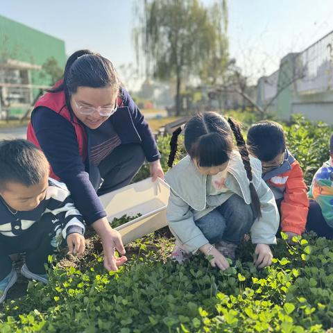 喜做爱心圆，暖心家园情——中三班开展包圆子活动