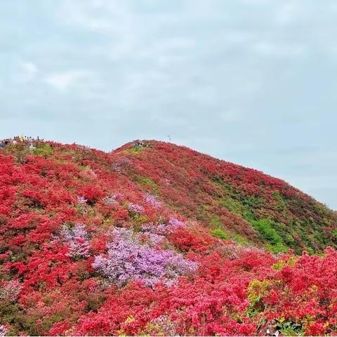 山花烂漫东风起，登山放歌伴春行——洋泉镇中心学校教职工放歌天堂山暨登山活动