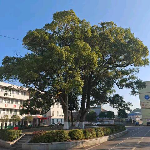 樟影伴梦行，学海启新程 ——洋泉镇中心学校2025年秋季招生启事