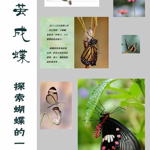 【优优博雅】“童趣昆虫展 ，探秘大自然”——昆虫蝴蝶展🦋