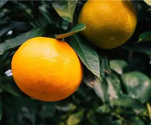 2023趣秋游  又甜又快乐                                      ——东河小学503班秋游