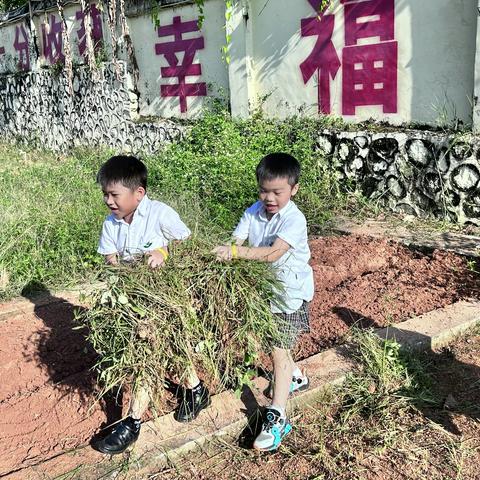 垦荒开新篇，劳动助成长 ——电白春华学校小学部2023年秋季学期劳动课程种植园开荒篇