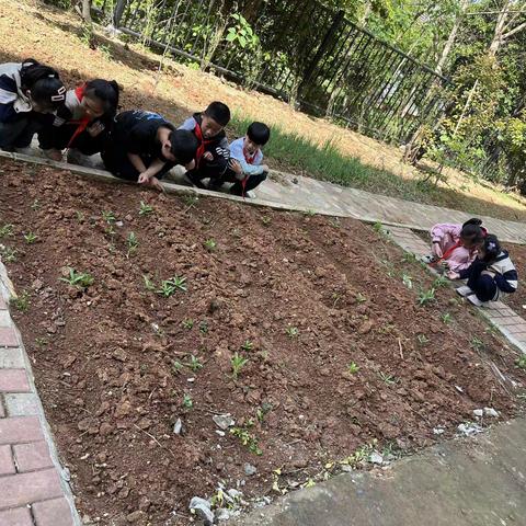 在劳动实践基地里劳动最光荣