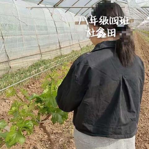 洛滨中学八年级四班劳动实践