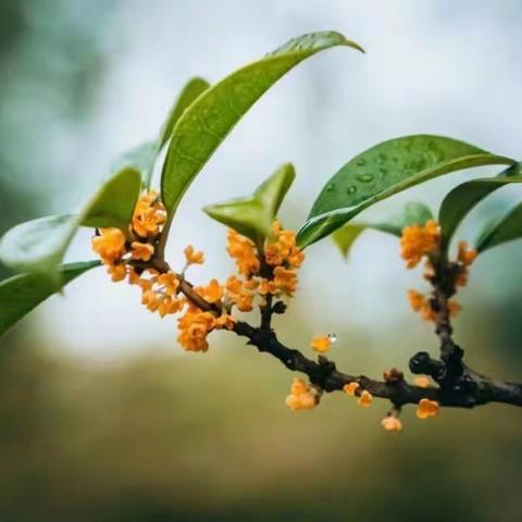 丹桂飘香吐芳芳，雨花物理谱华章 ——“雨花区物理教师学科专业素养提升培训班”开课了！