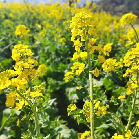 春天的油菜花