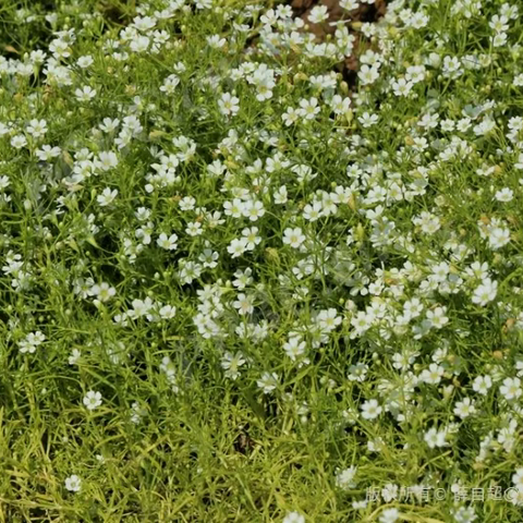 满天星Gypsophila paniculata L.