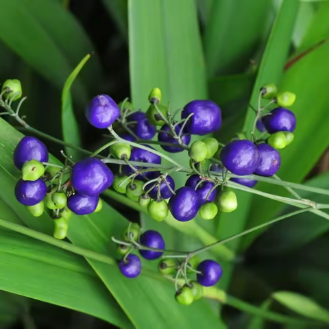 山菅兰Dianella ensifolia (L.) DC.