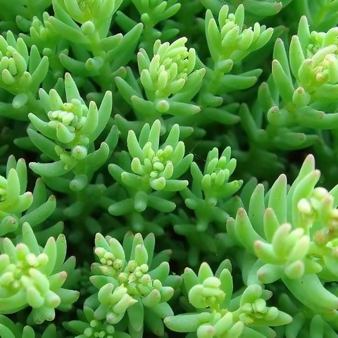 中华景天Sedum hispanicum