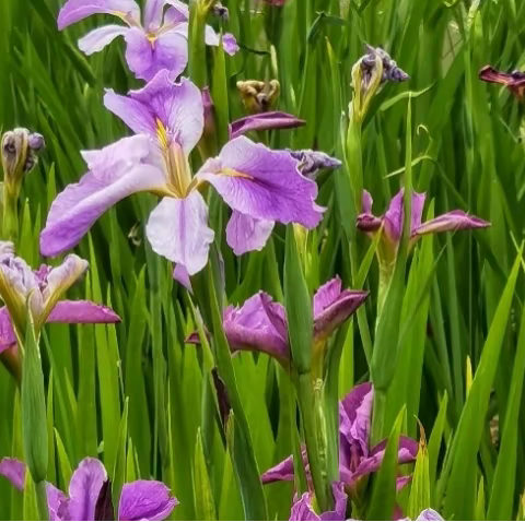 花叶玉蝉花Iris ensata 'Variegata'