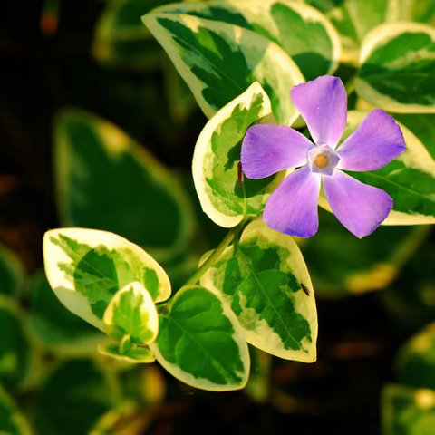 花叶蔓长春Vinca major Linn. cv. Variegata Loud