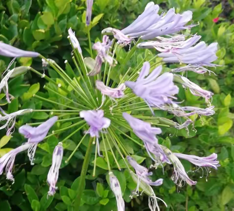 百子莲Agapanthus africa