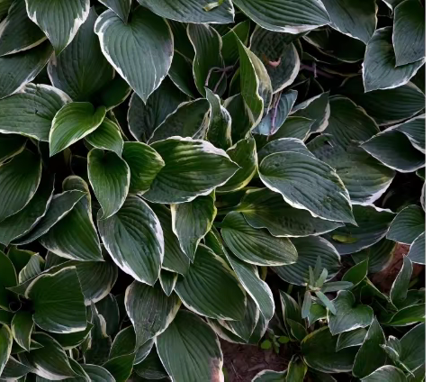 花叶玉簪 Hosta undulata Bailey