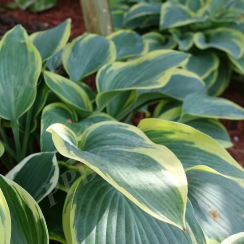 银边玉簪Hosta 'Wide Brim'