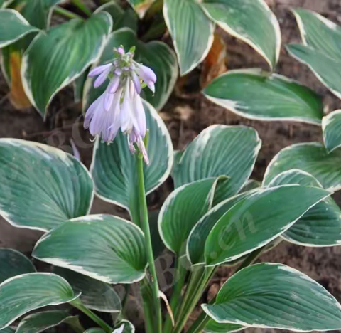 法兰西玉簪Hosta plantaginea 'Francee'