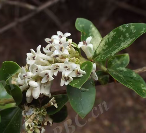 川滇蜡树 Ligustrum delavayanum