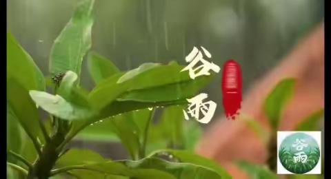 天姿二十四节气--谷雨